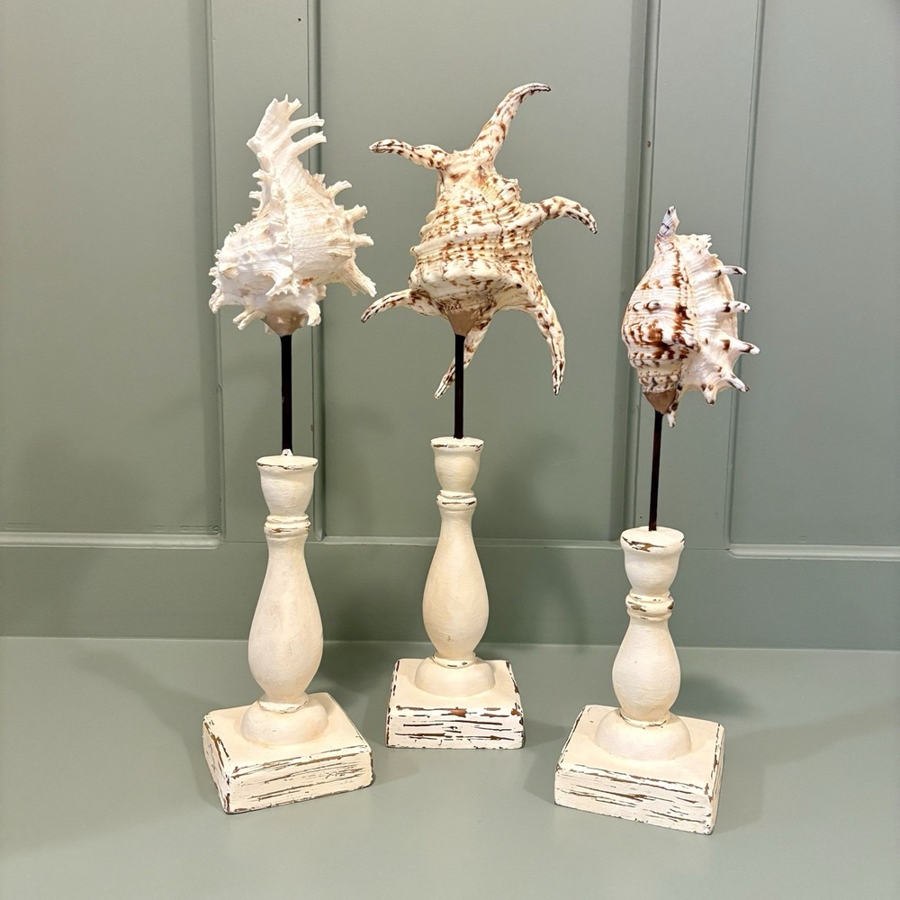 Set 3 Large Murex Triton Seashells Wood Pedestal Coastal Nautical Decor Beach